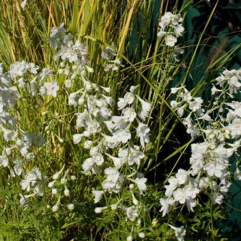 Delphinium Casa Blanca - Larkspur