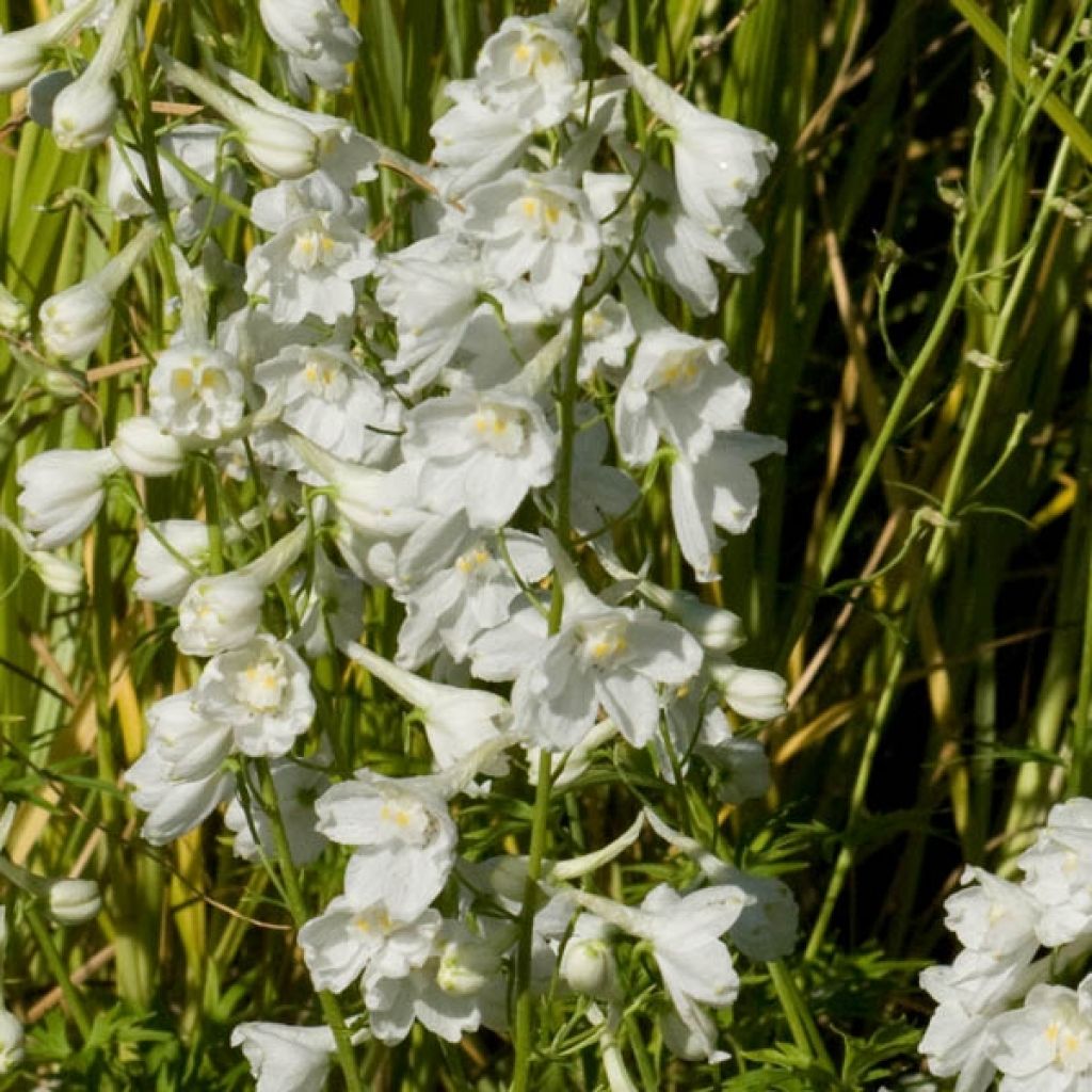 Delphinium Casa Blanca - Larkspur