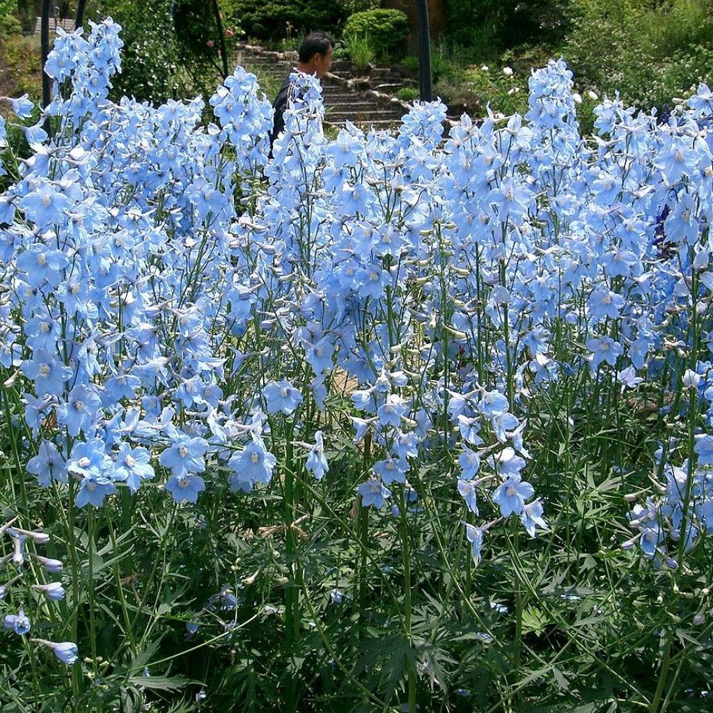 Delphinium Ballkleid - Larkspur