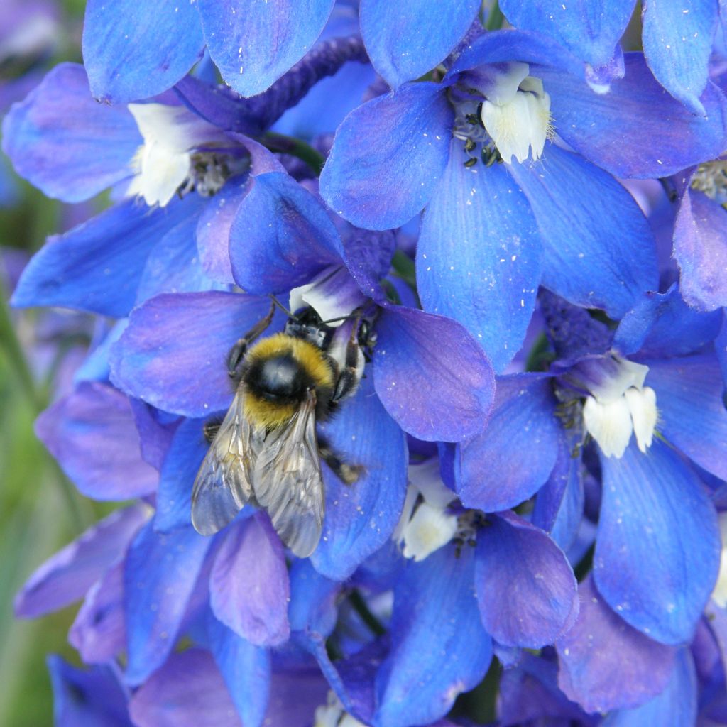 Delphinium Piccolo - Perennial Larkspur