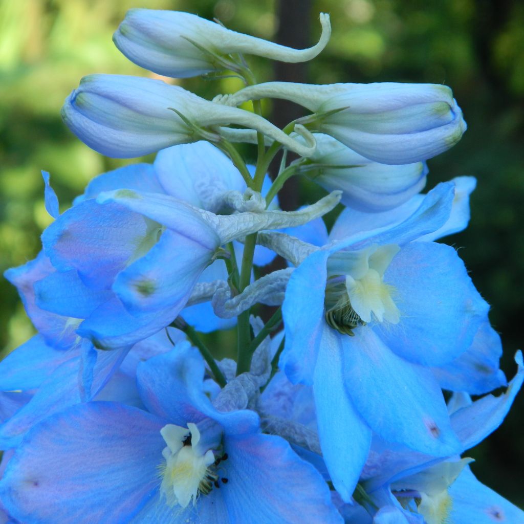 Delphinium Piccolo - Perennial Larkspur