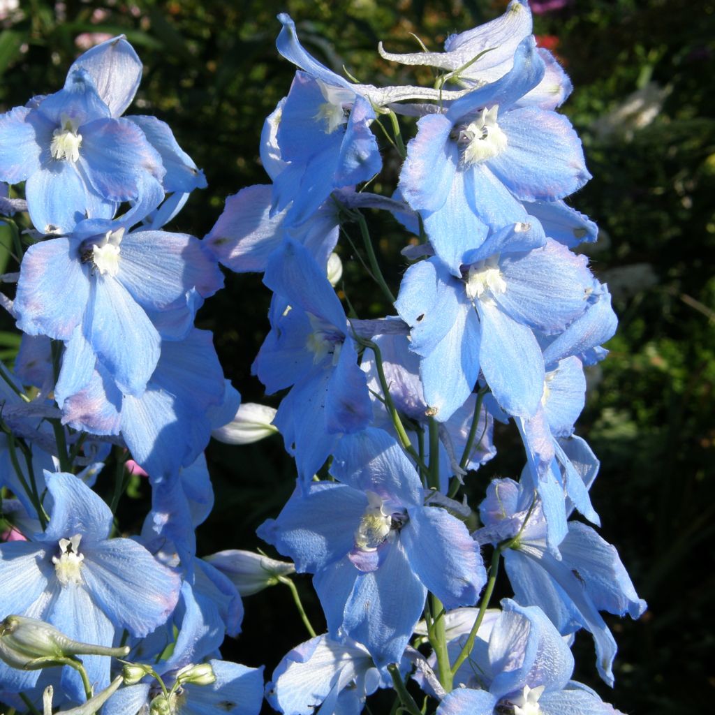 Delphinium Piccolo - Perennial Larkspur