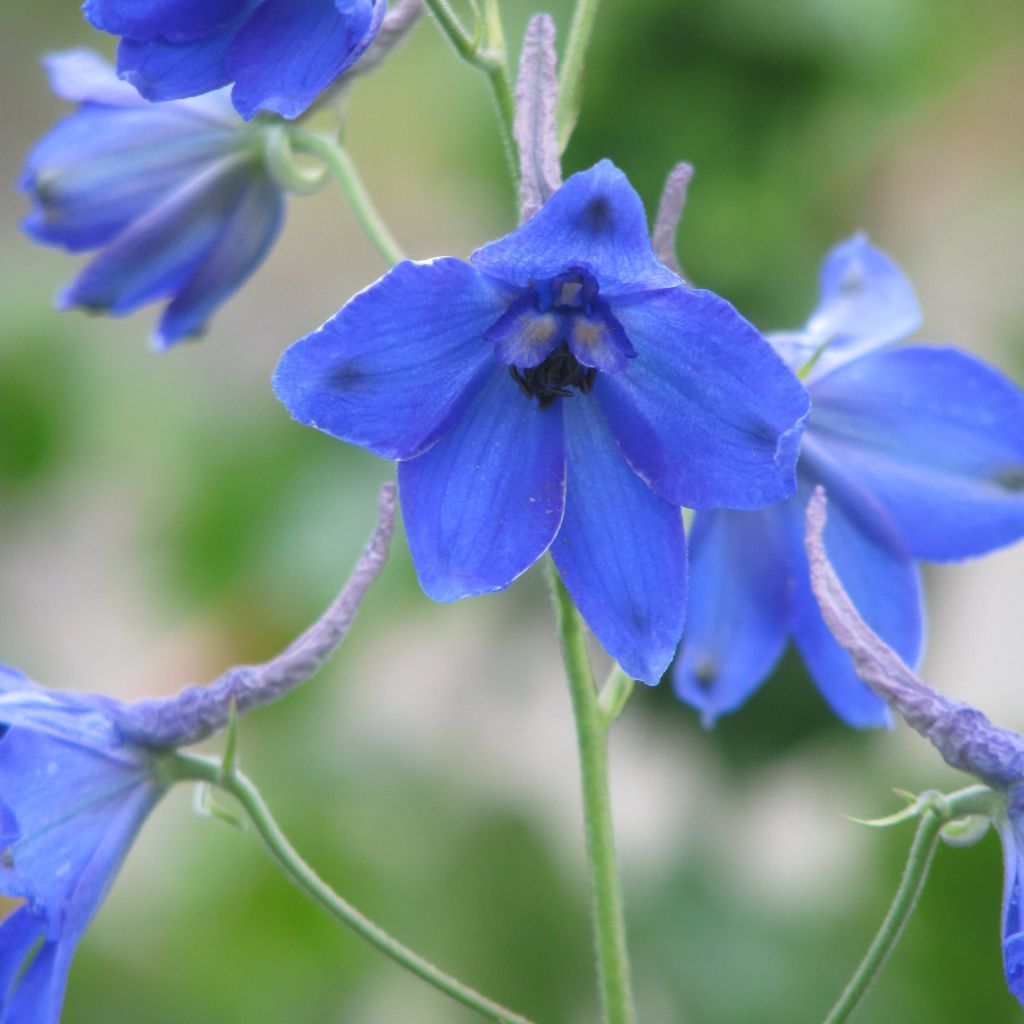 Delphinium Völkerfrieden