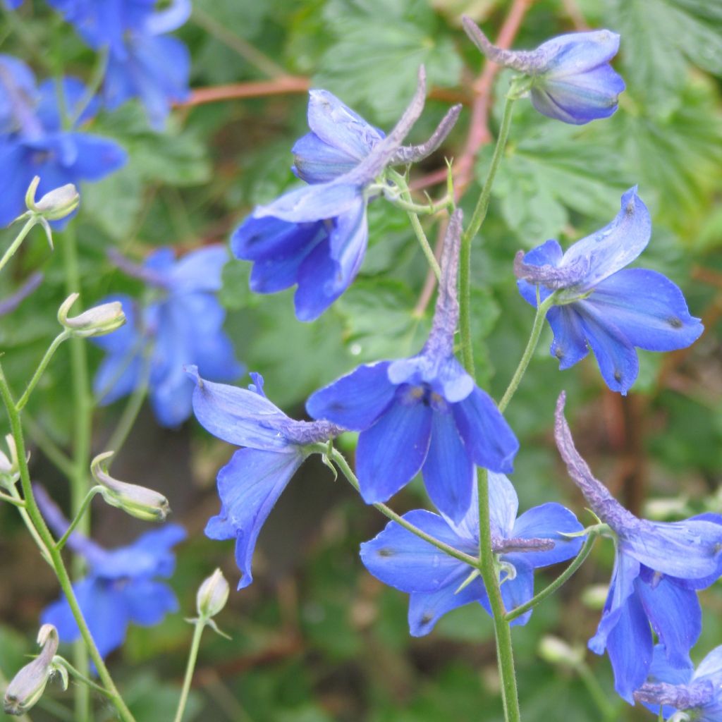 Delphinium Völkerfrieden