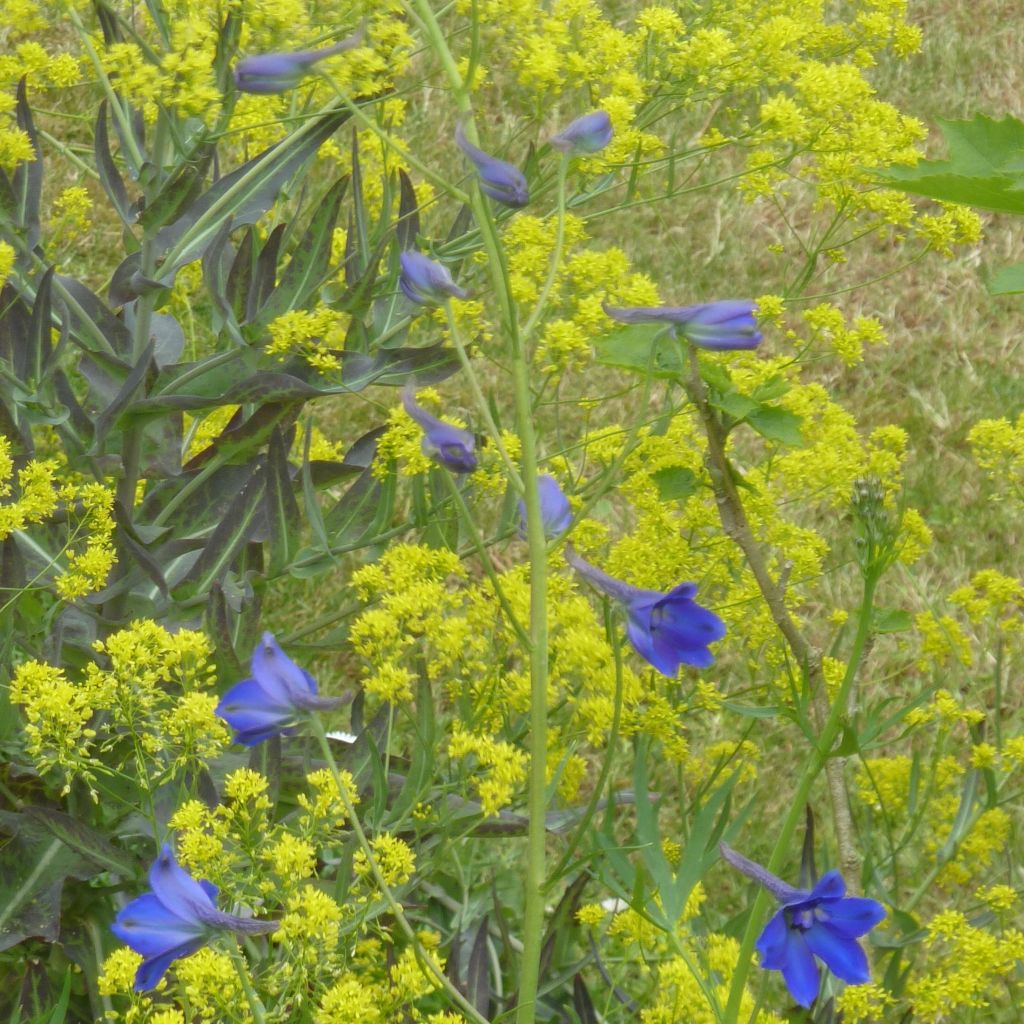 Delphinium Völkerfrieden