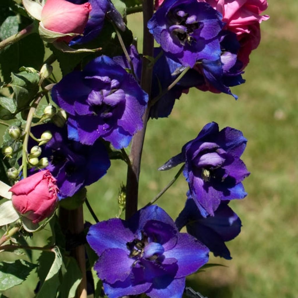 Delphinium belladonna Bellamosum - Larkspur
