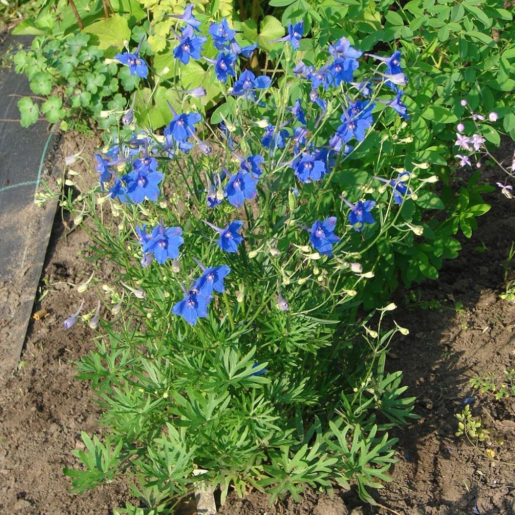 Delphinium grandiflorum Blauer Zwerg - Larkspur