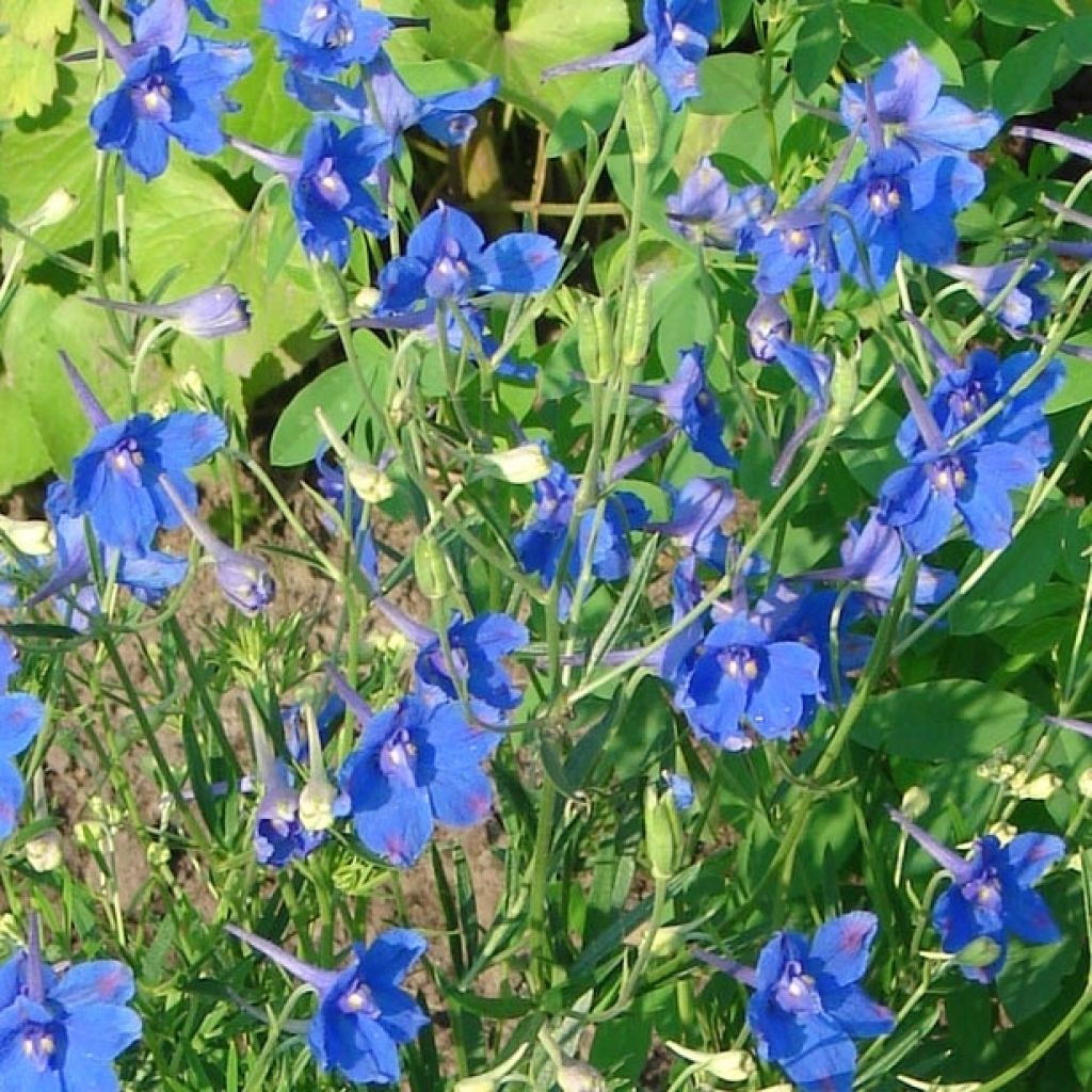Delphinium grandiflorum Blauer Zwerg - Larkspur