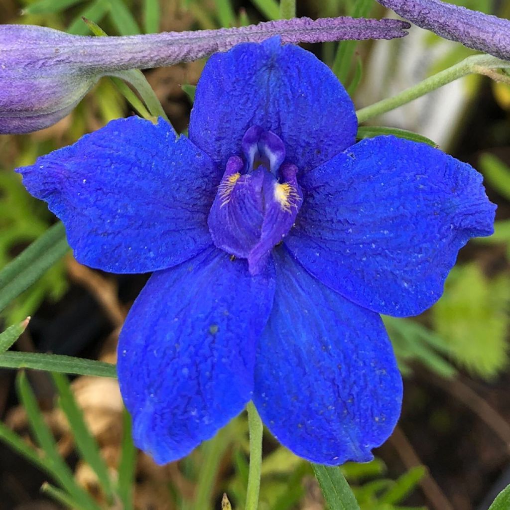 Delphinium grandiflorum Blauer Zwerg - Larkspur