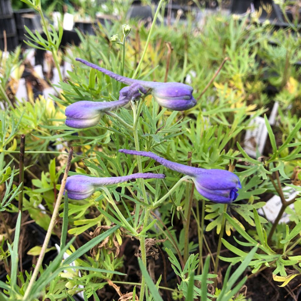 Delphinium grandiflorum Blauer Zwerg - Larkspur
