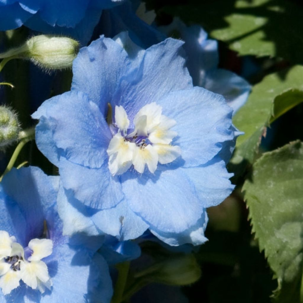 Delphinium Strawberry Fair - Larkspur
