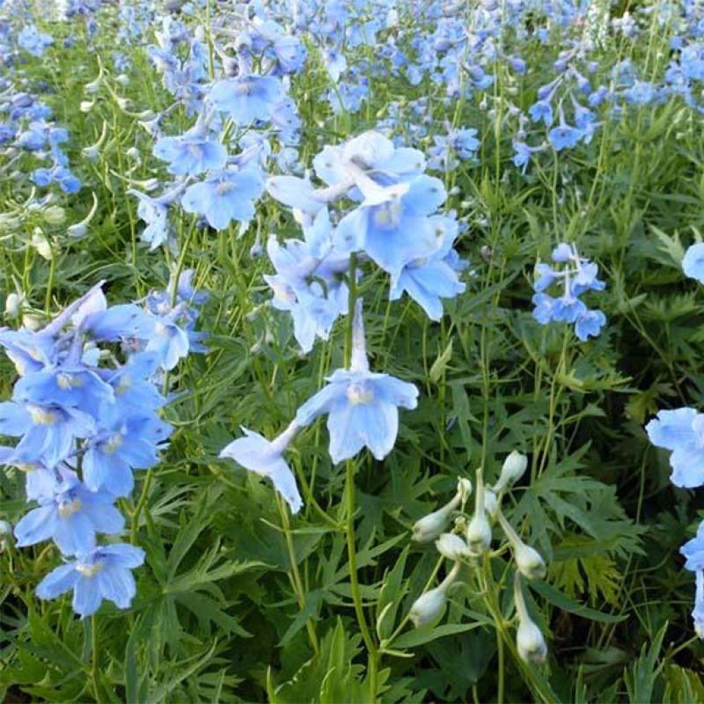 Delphinium belladona Cliveden Beauty - Larkspur