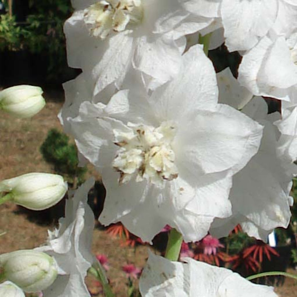 Delphinium Galahad - Larkspur