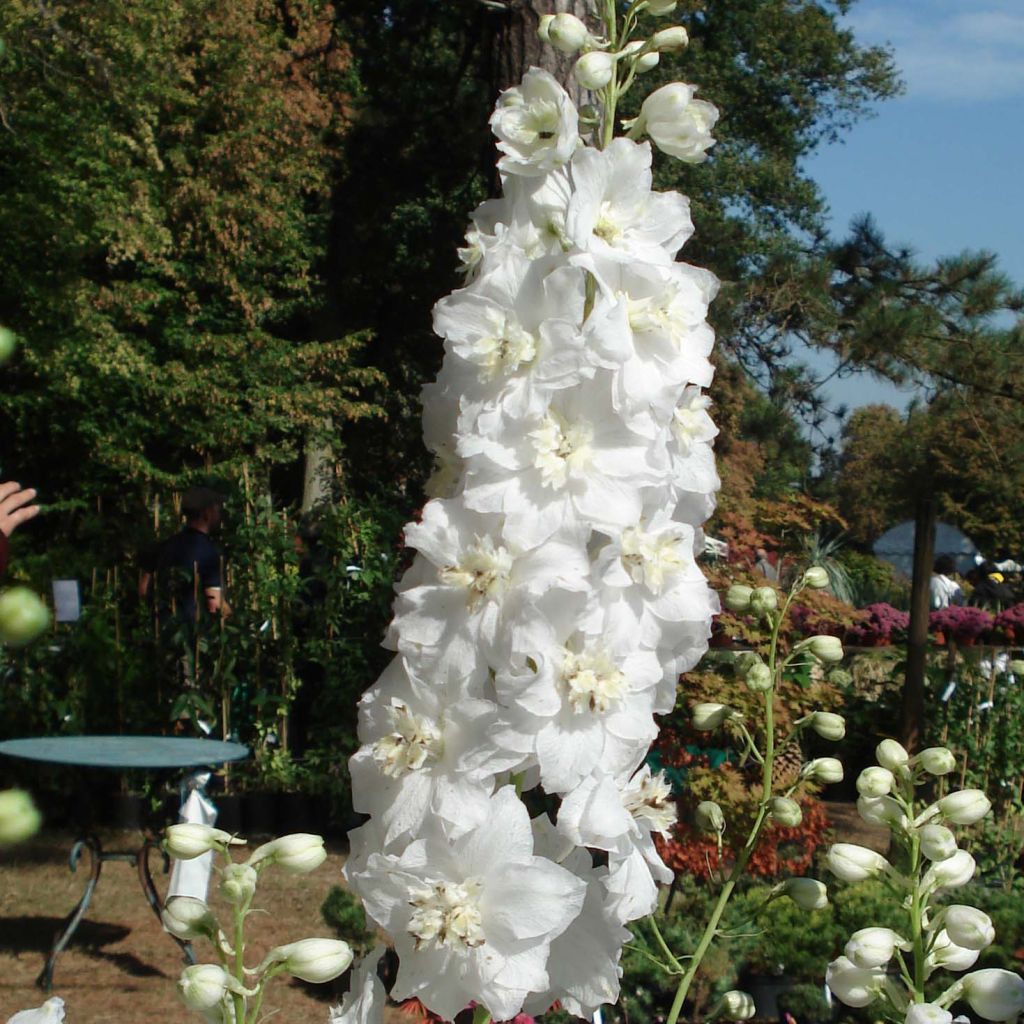 Delphinium Galahad - Larkspur