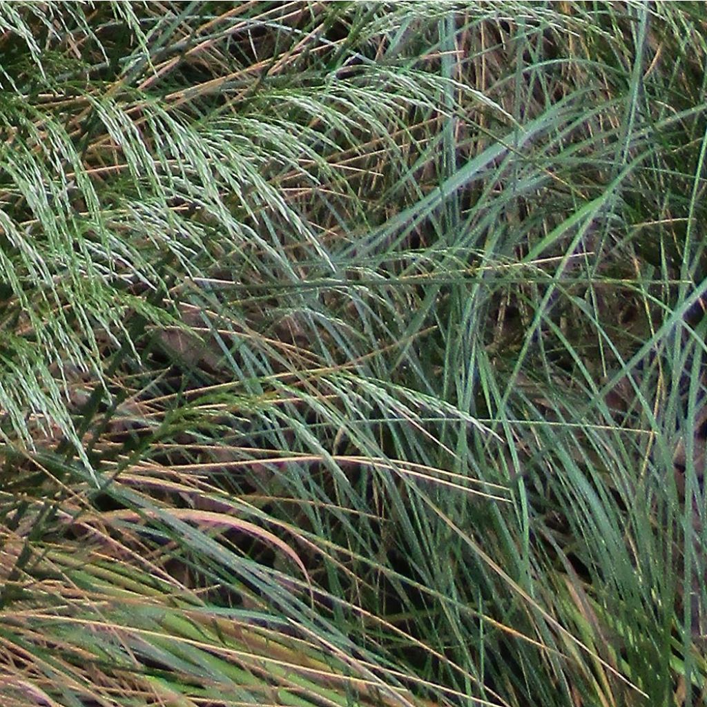 Deschampsia flexuosa