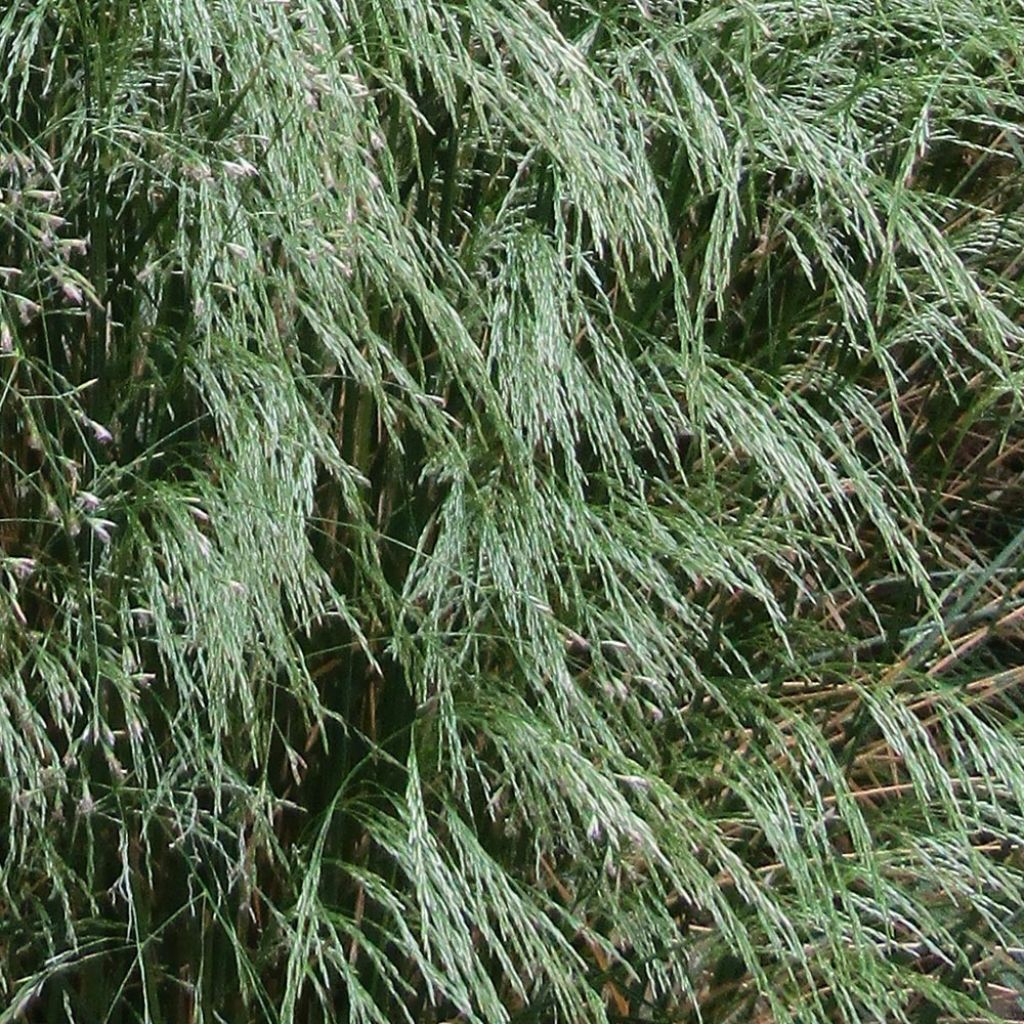 Deschampsia flexuosa
