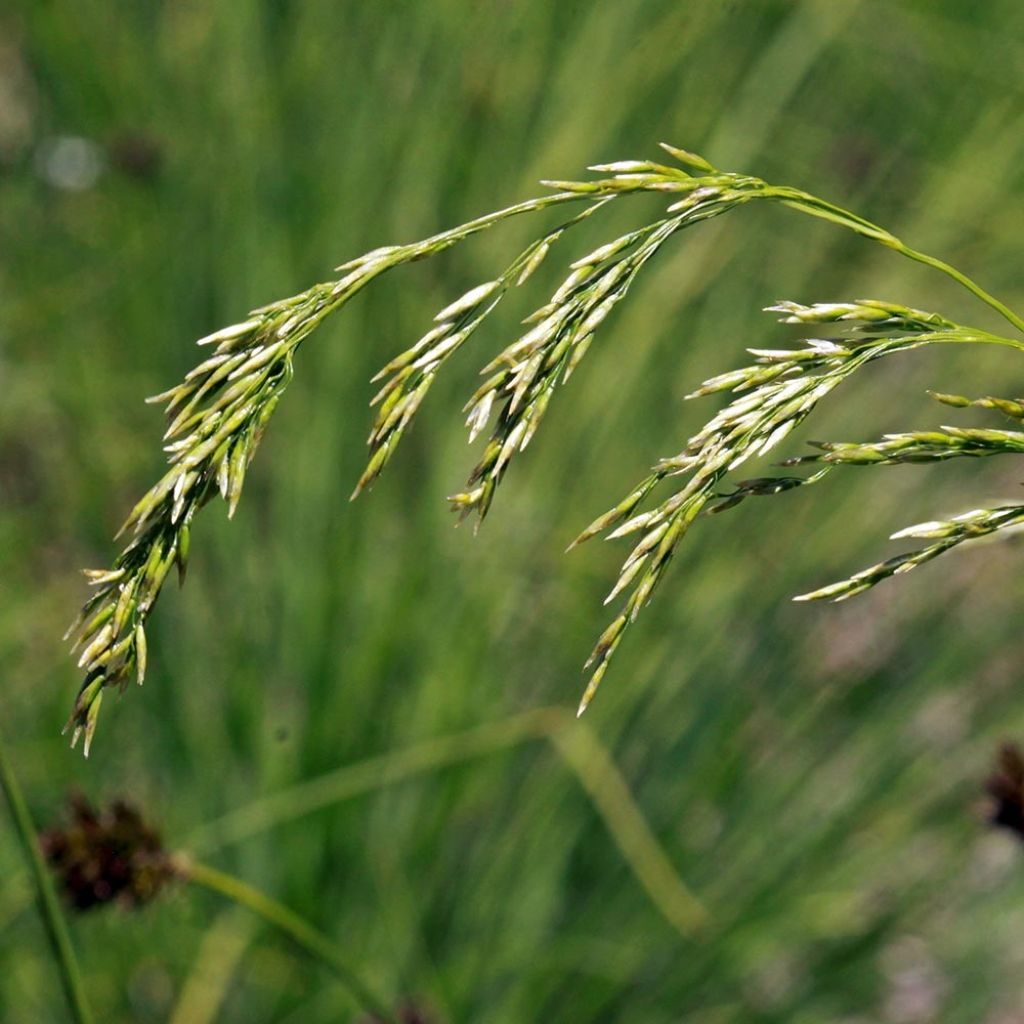 Deschampsia flexuosa