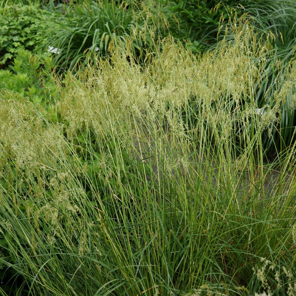 Deschampsia caespitosa Goldschleier