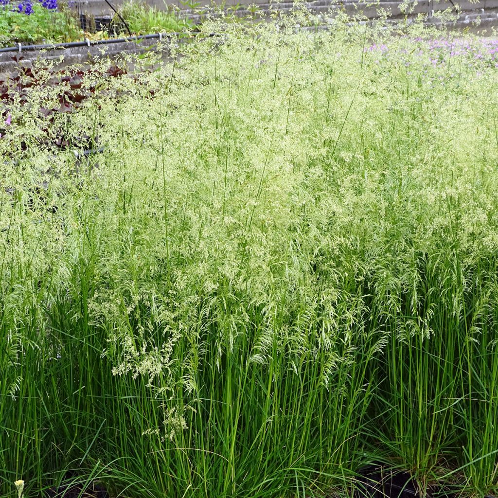 Deschampsia caespitosa Goldschleier