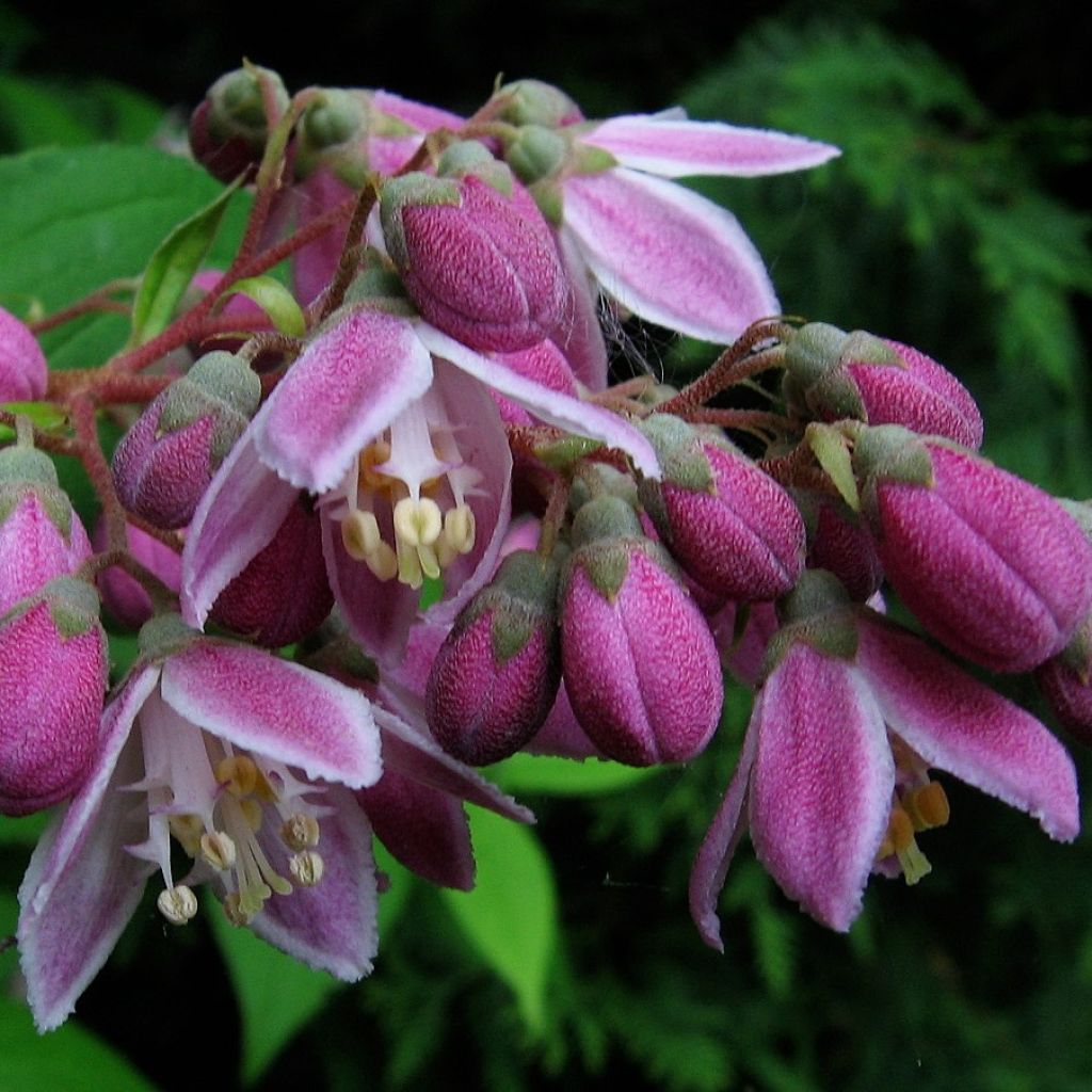 Deutzia Perle Rose