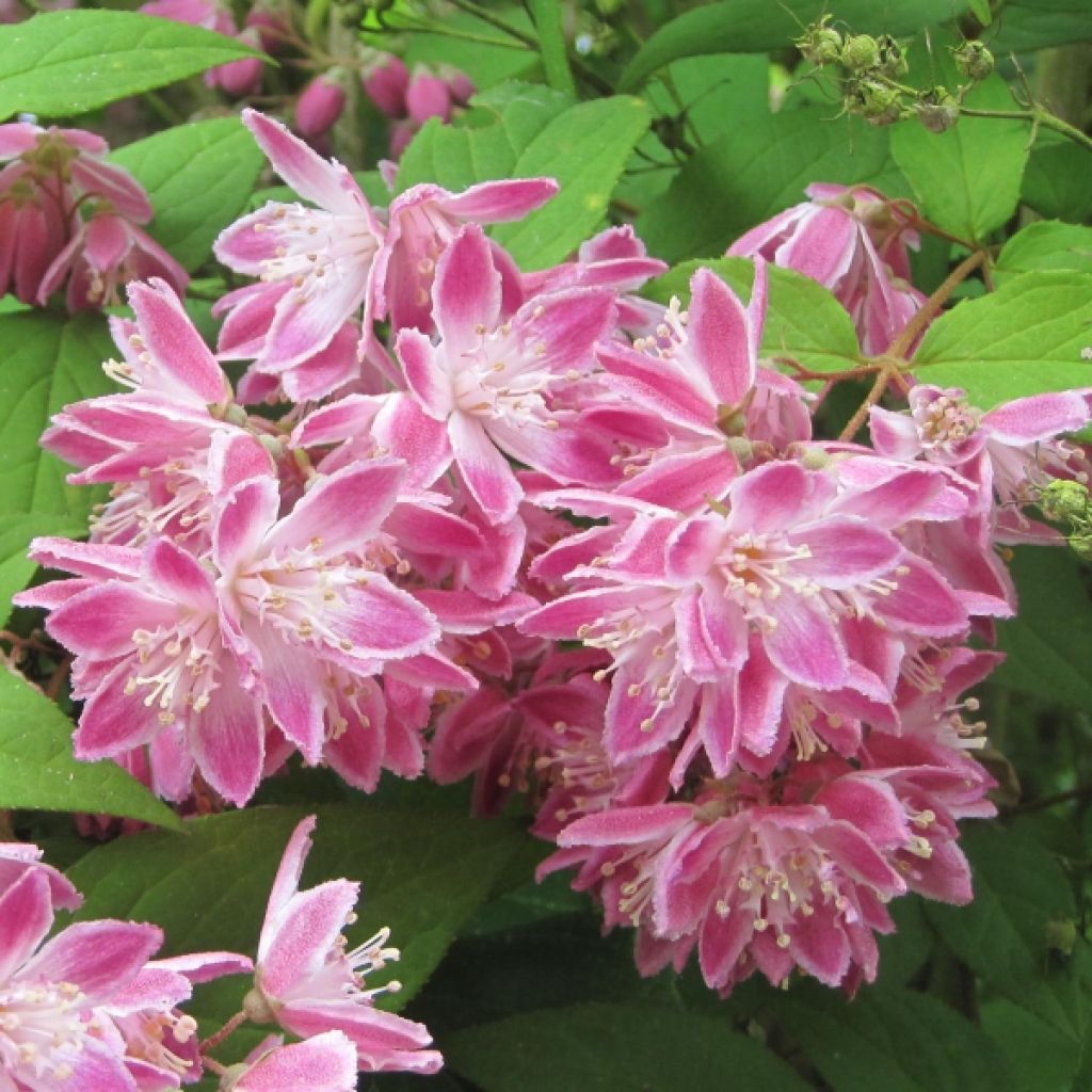 Deutzia Strawberry Fields