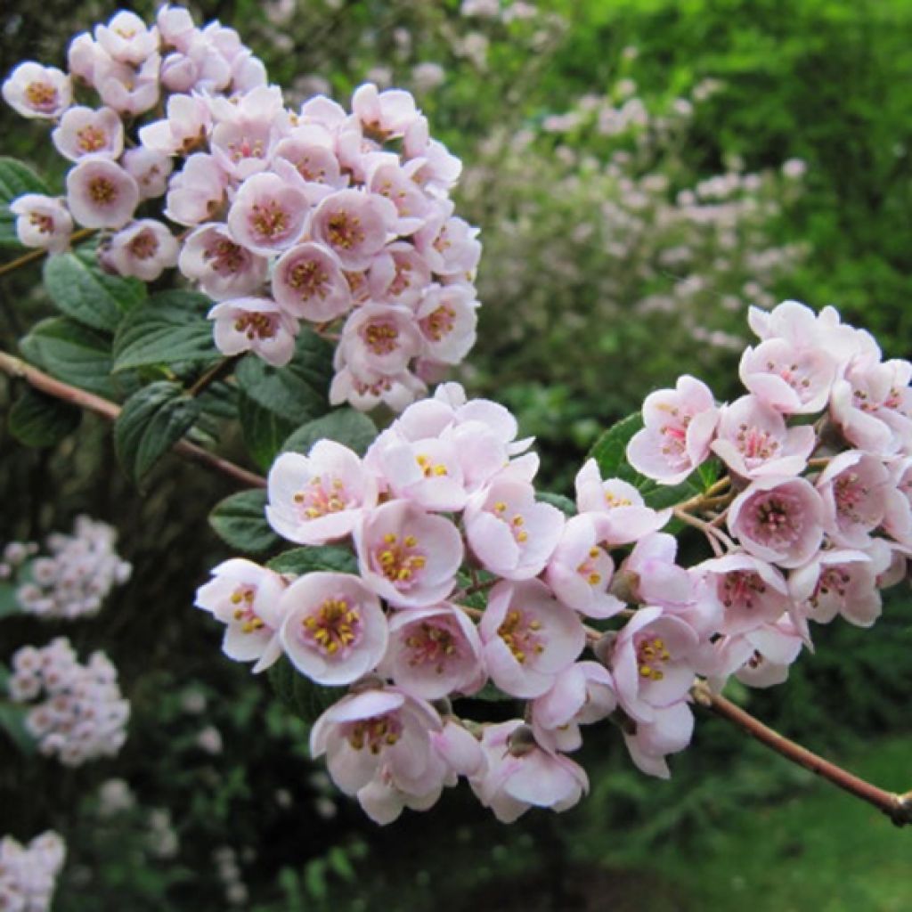 Deutzia compacta Lavender Time
