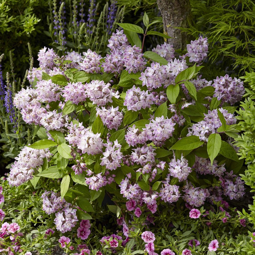 Deutzia Raspberry Sundae