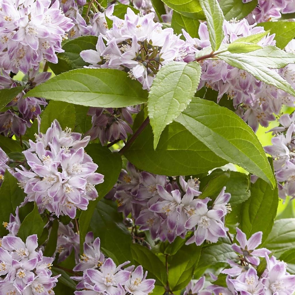 Deutzia Raspberry Sundae
