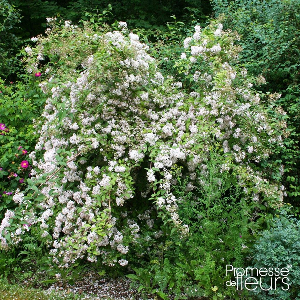 Deutzia scabra