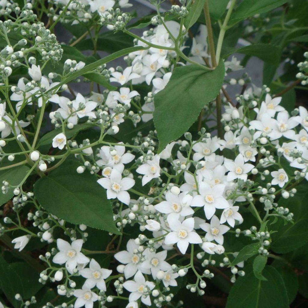 Deutzia setchuenensis Corymbiflora