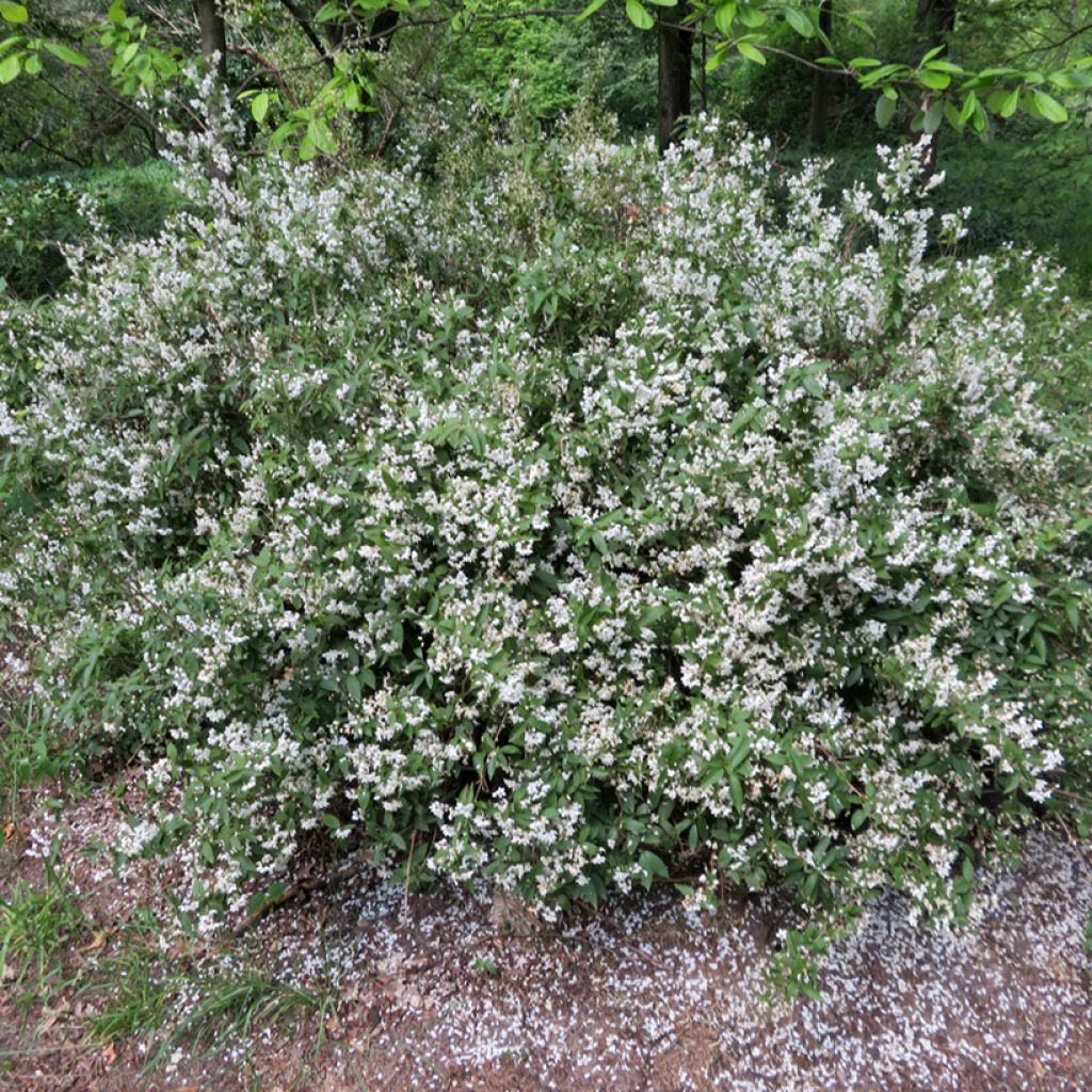 Deutzia x lemoinei