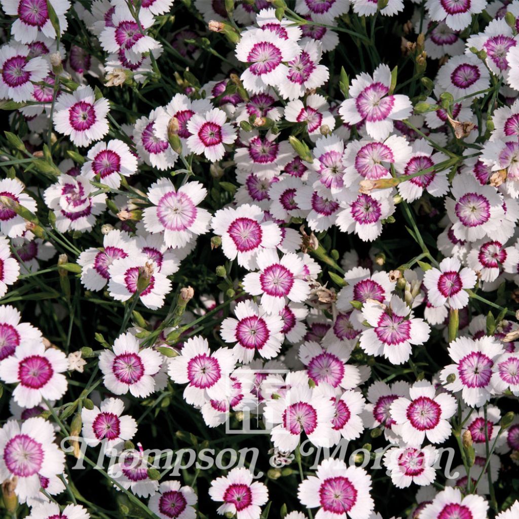 Arctic Fire Delta Eye - Dianthus deltoides seeds