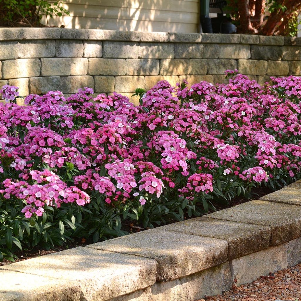Dianthus barbatus Jolt Pink Magic