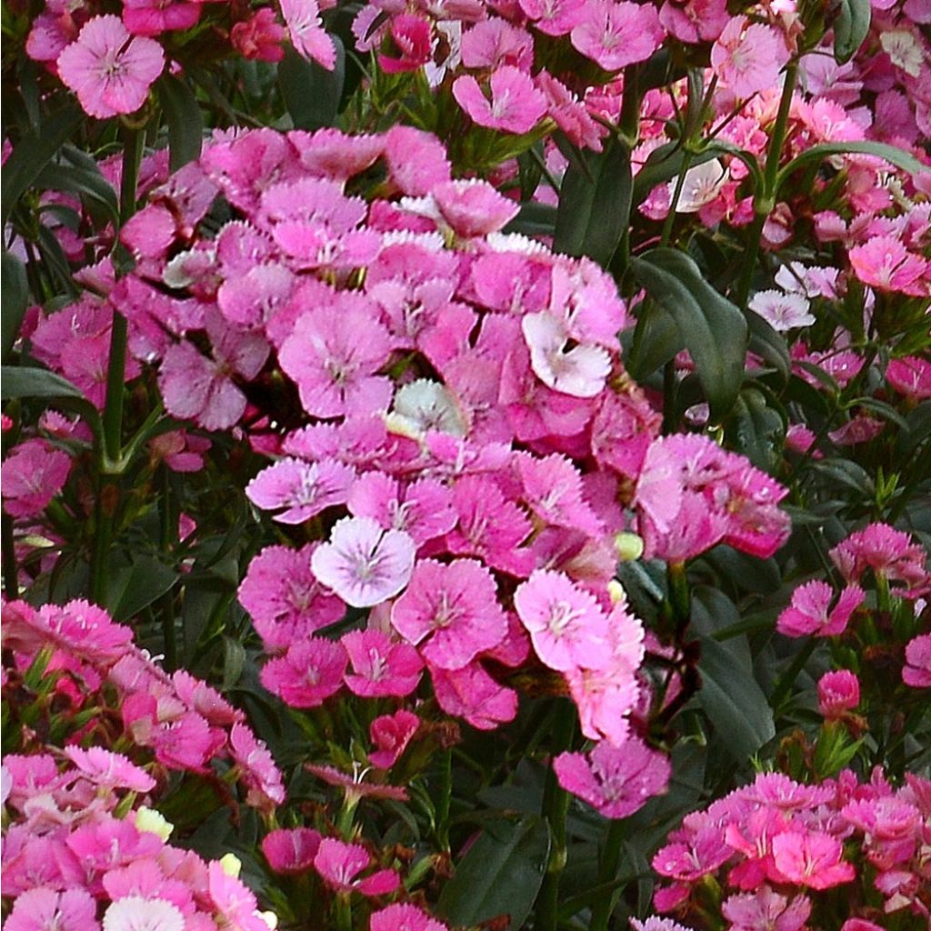 Dianthus barbatus Jolt Pink Magic