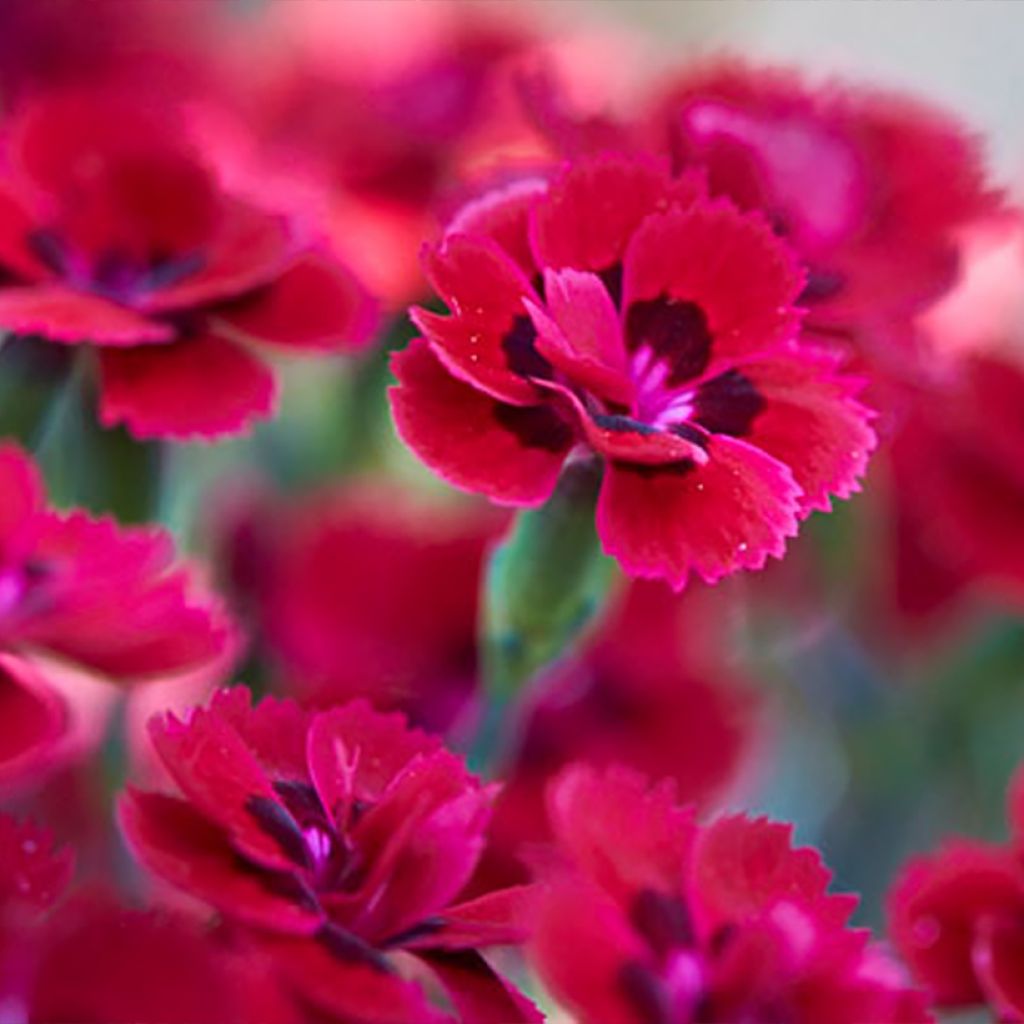 Dianthus plumarius Merci Fleuri