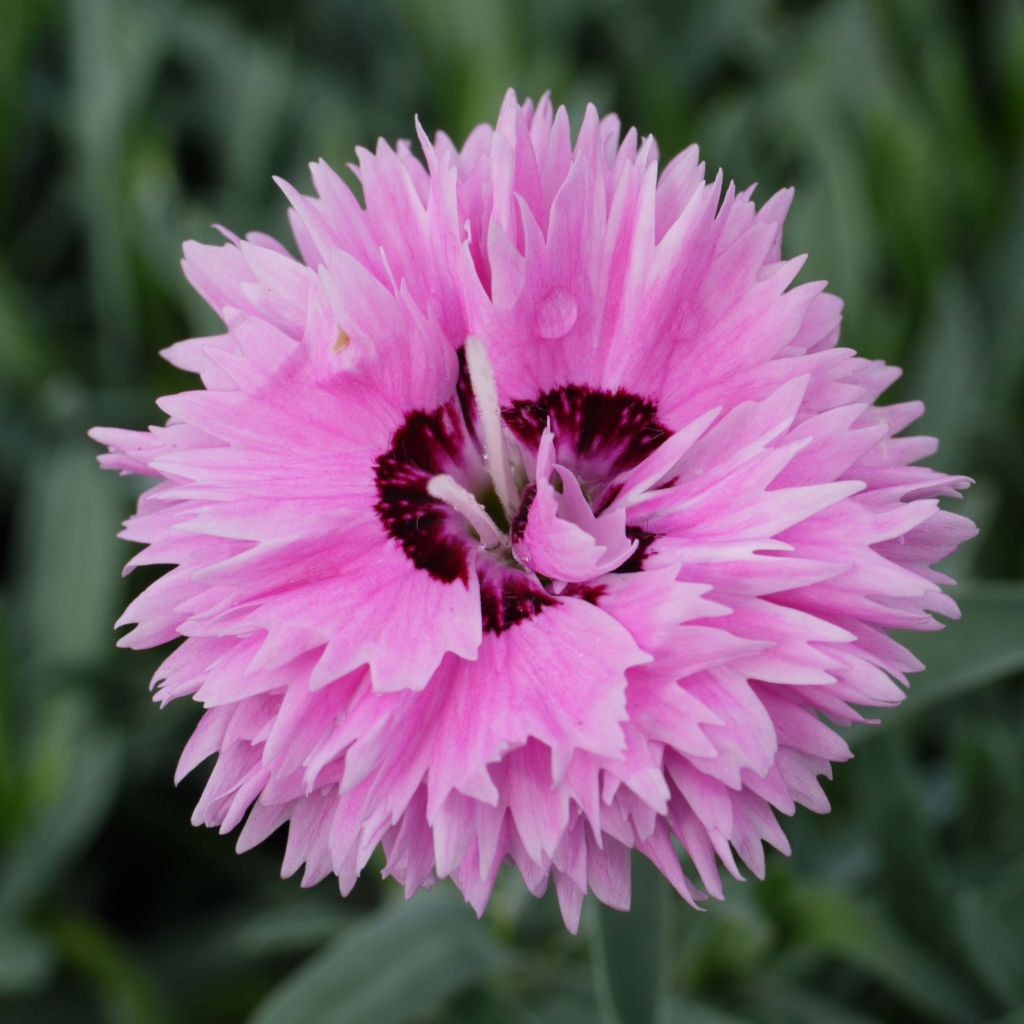 Dianthus WHETMAN STARS Pop Star