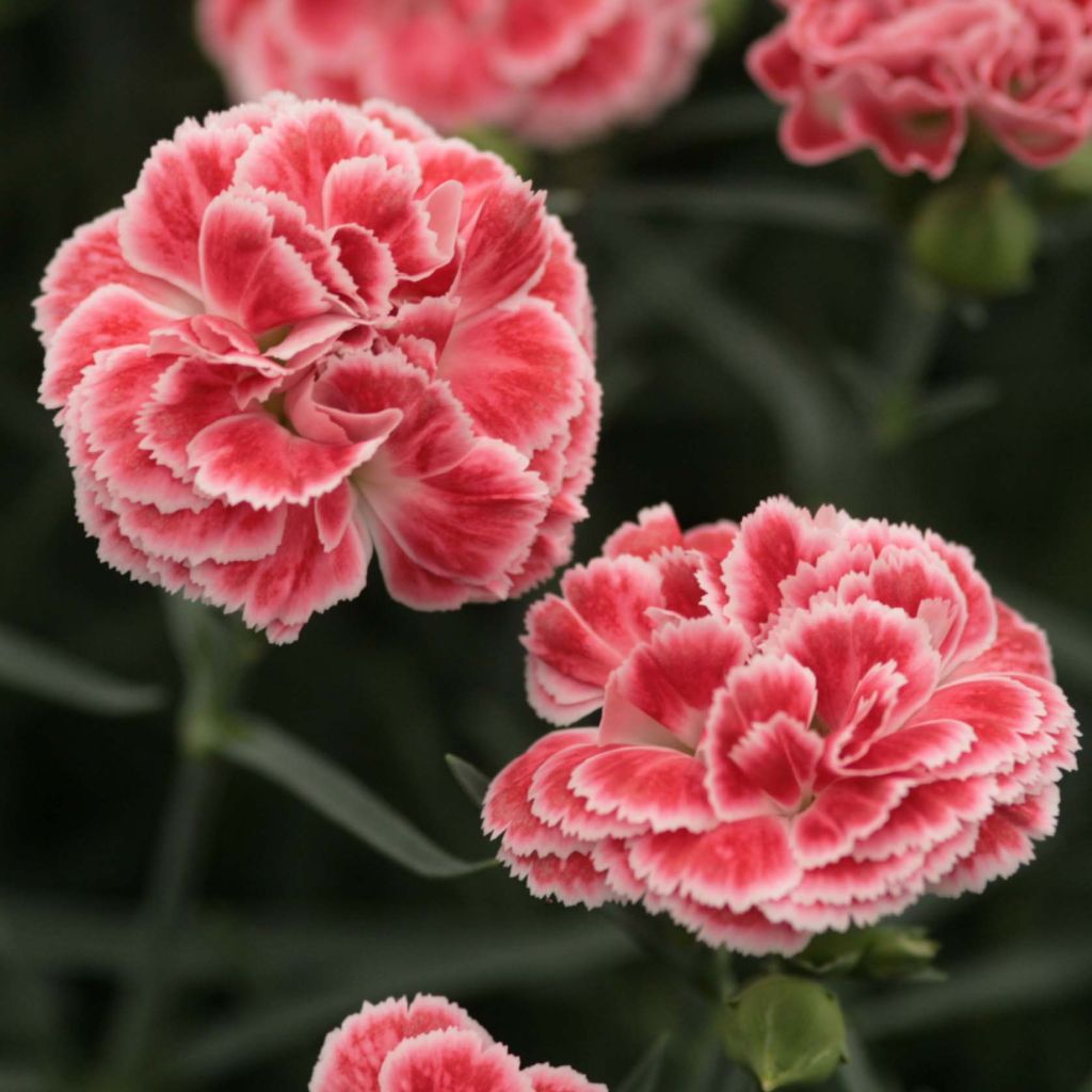 Dianthus plumarius Coral Reef