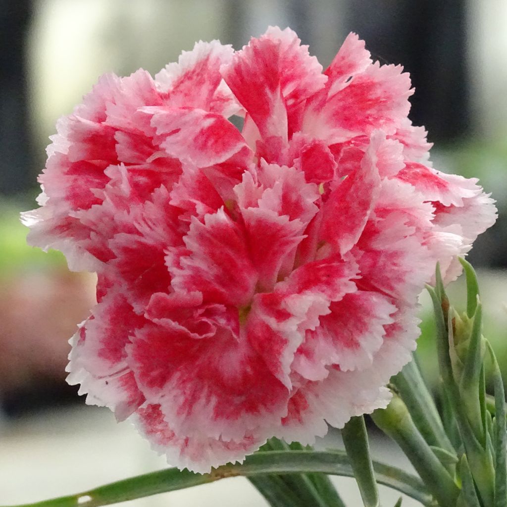 Dianthus plumarius Coral Reef