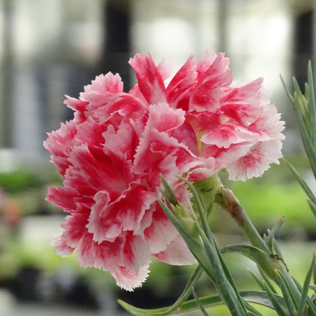 Dianthus plumarius Coral Reef