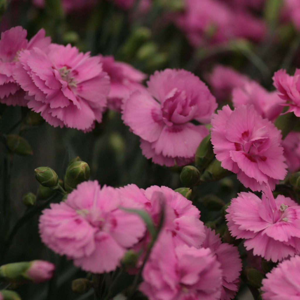 Dianthus plumarius Scent First Tickled Pink