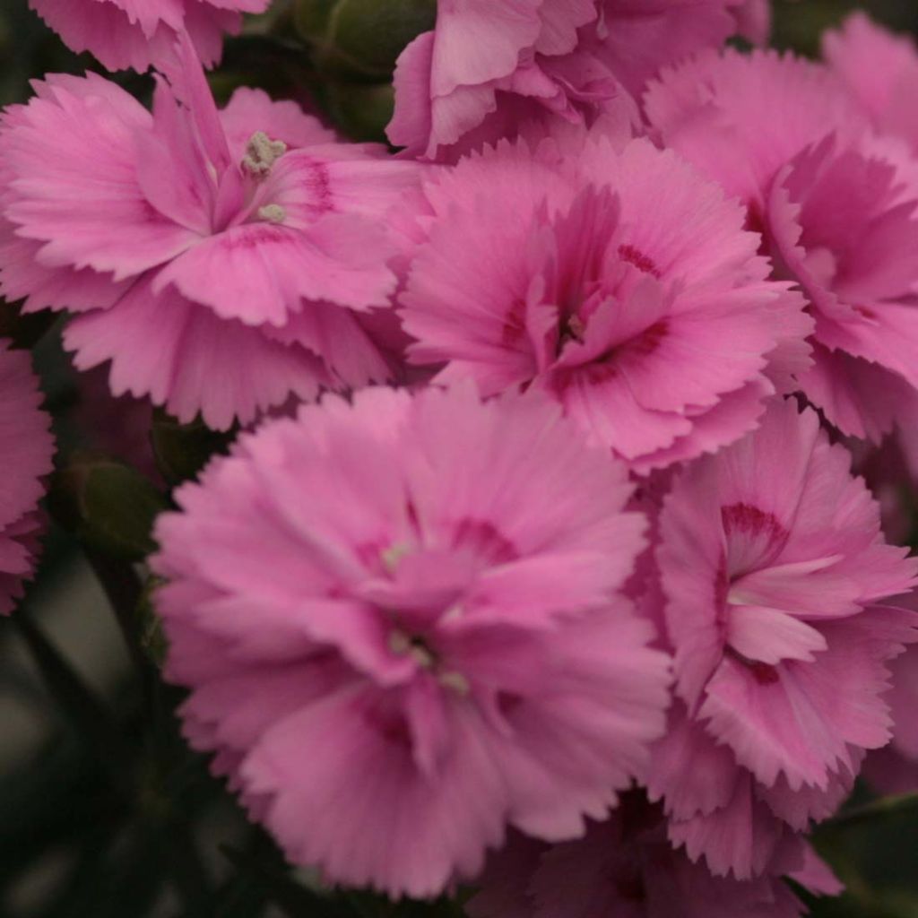 Dianthus plumarius Scent First Tickled Pink