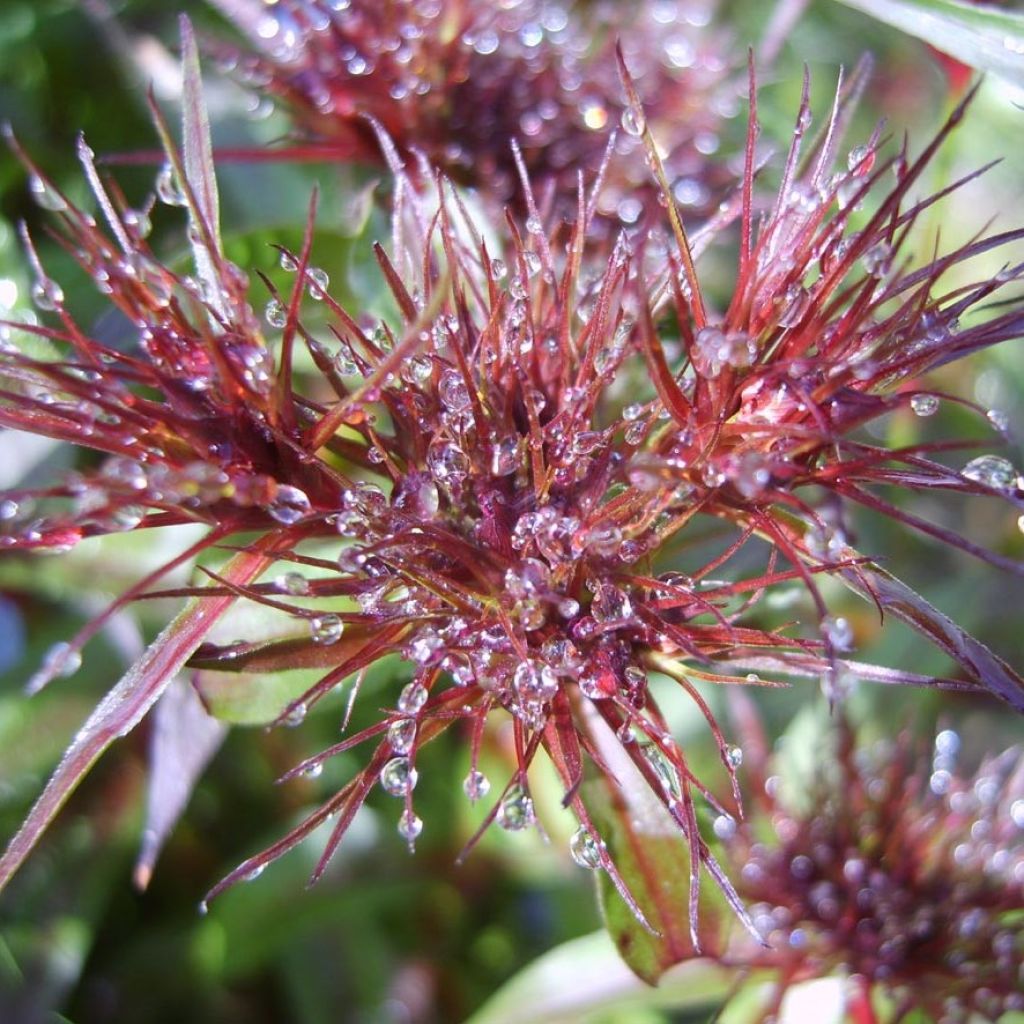 Dianthus barbatus Nigrescens Sooty