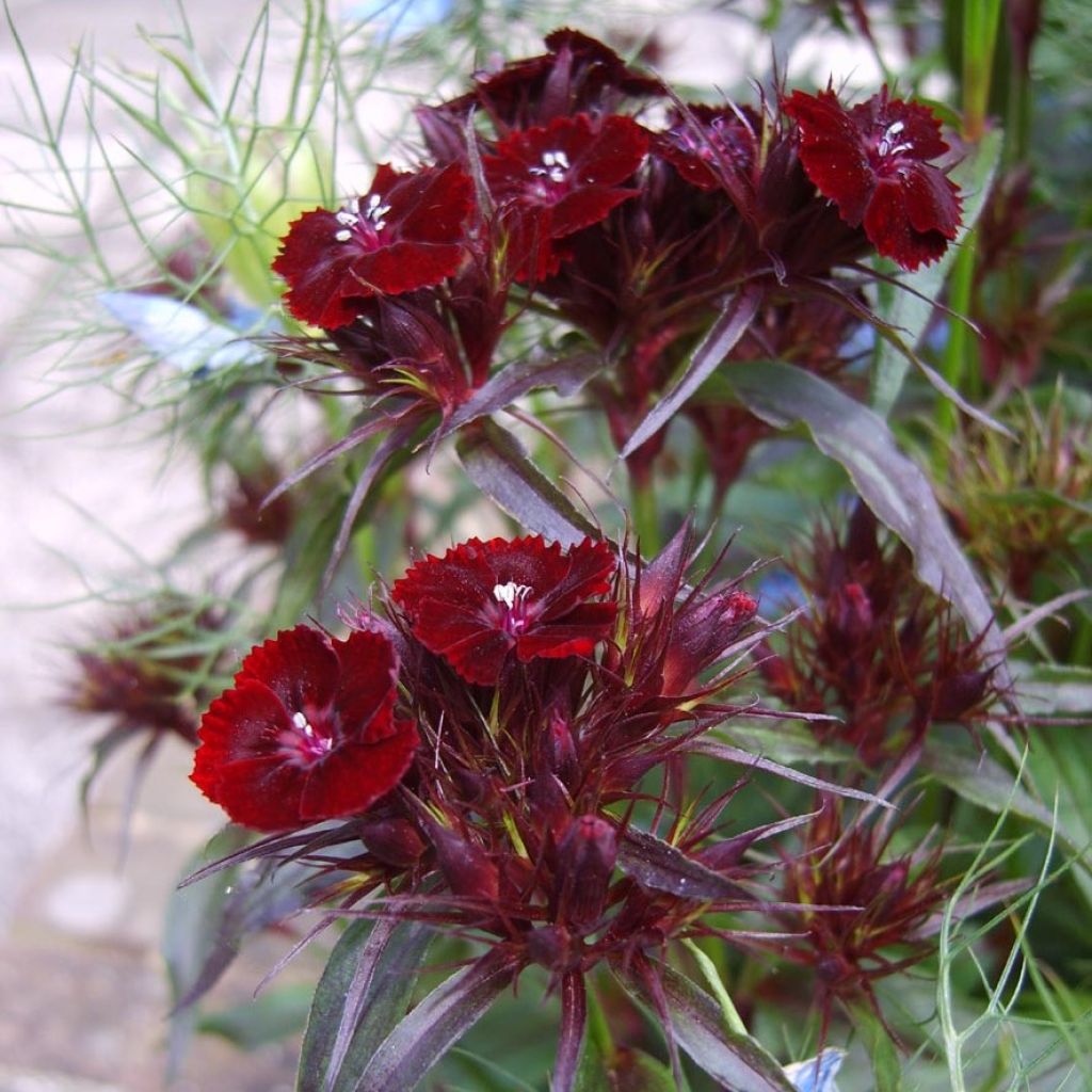 Dianthus barbatus Nigrescens Sooty