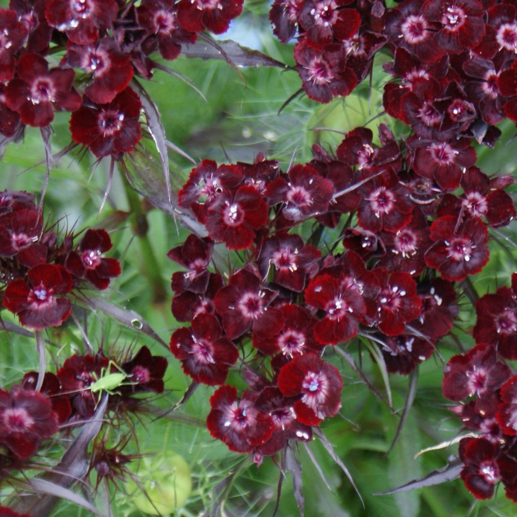 Dianthus barbatus Nigrescens Sooty