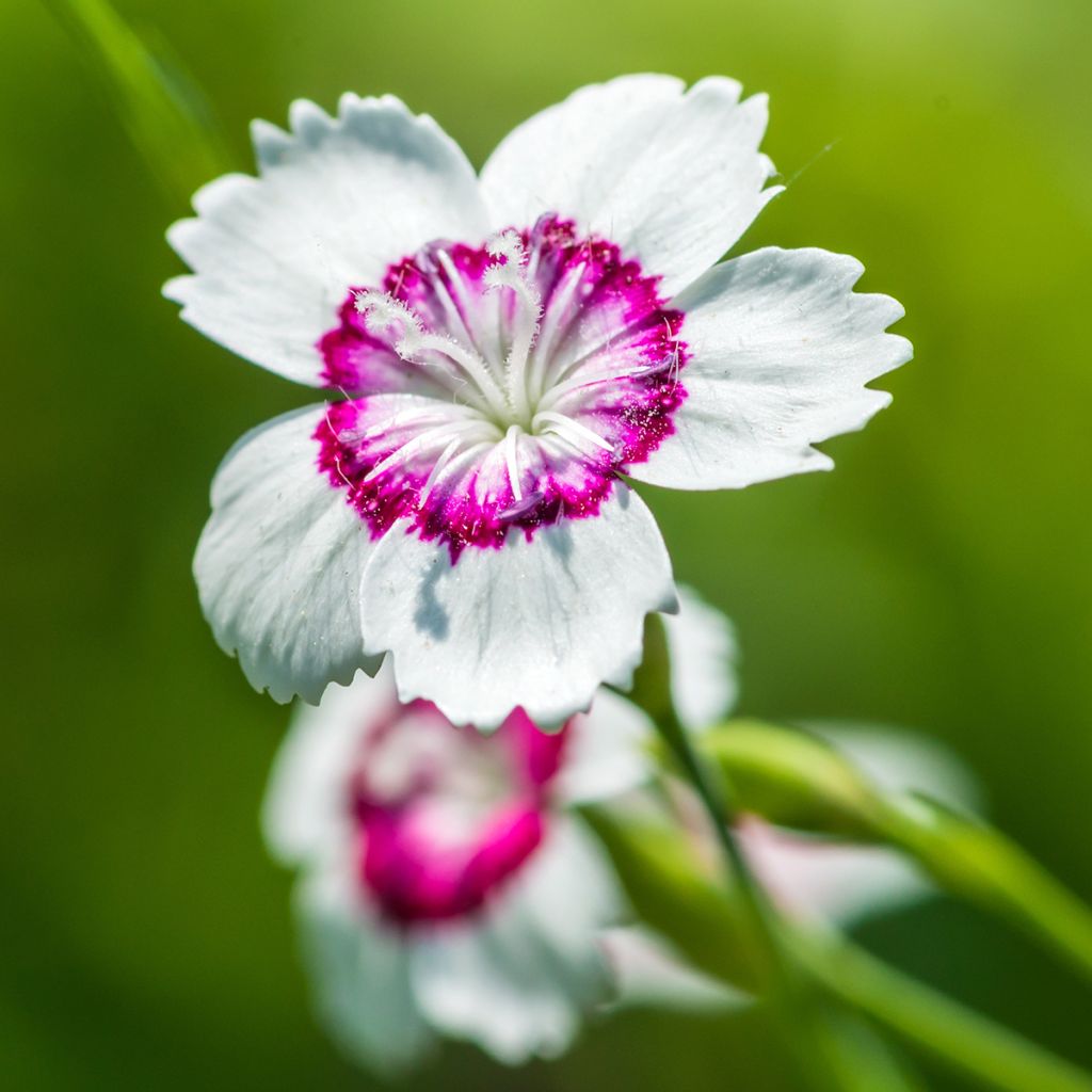 Dianthus deltoides Arctic Fire