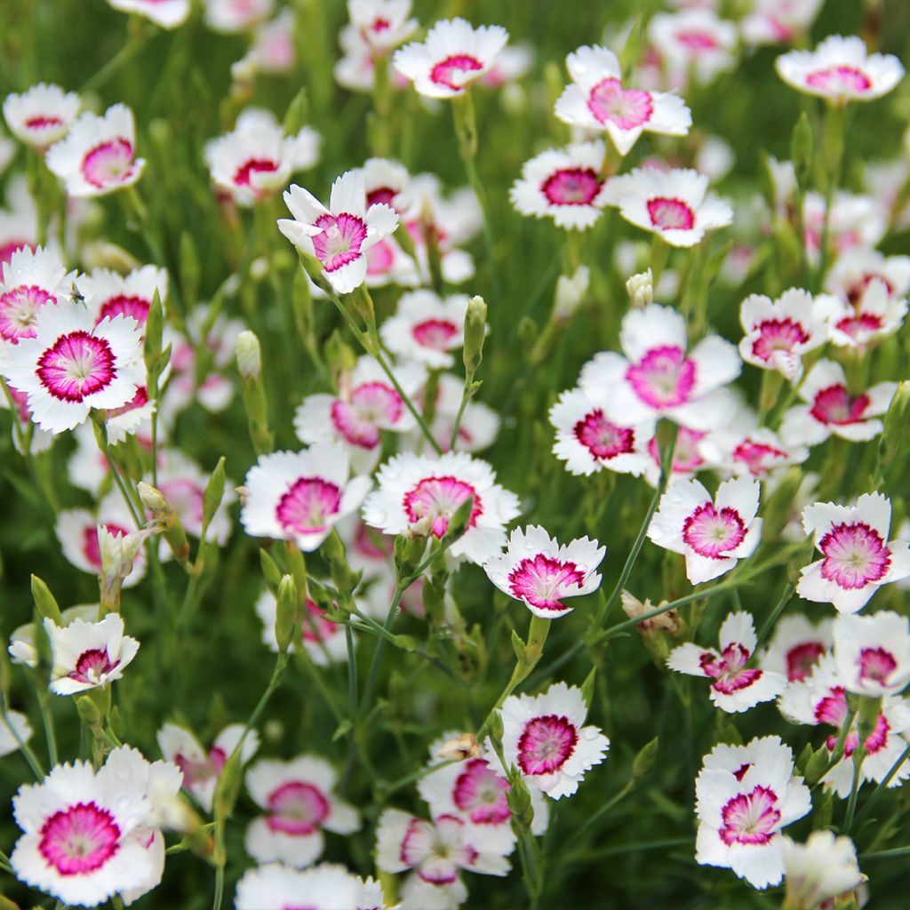 Dianthus deltoides Arctic Fire