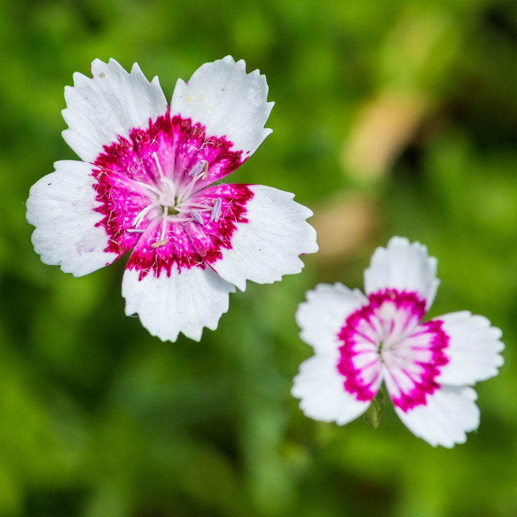 Dianthus deltoides Arctic Fire