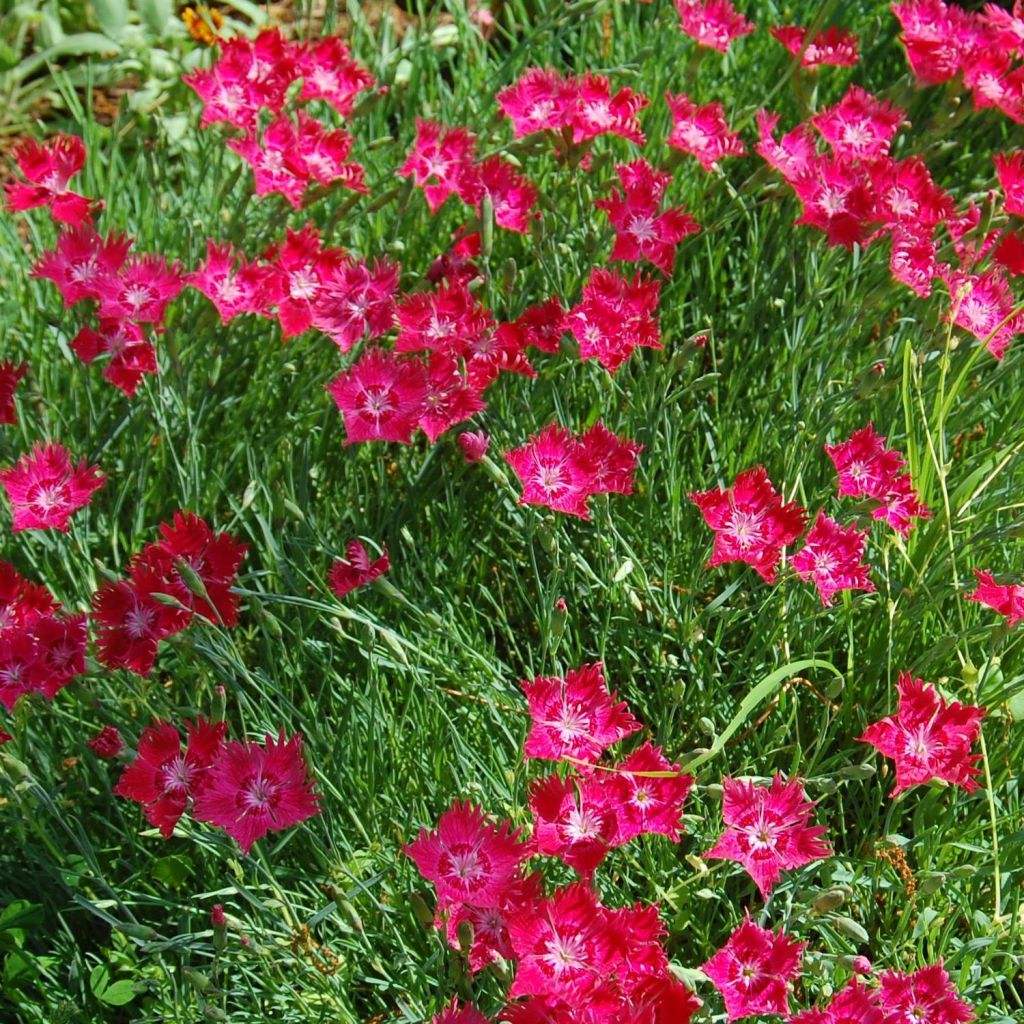 Dianthus deltoides Brilliant