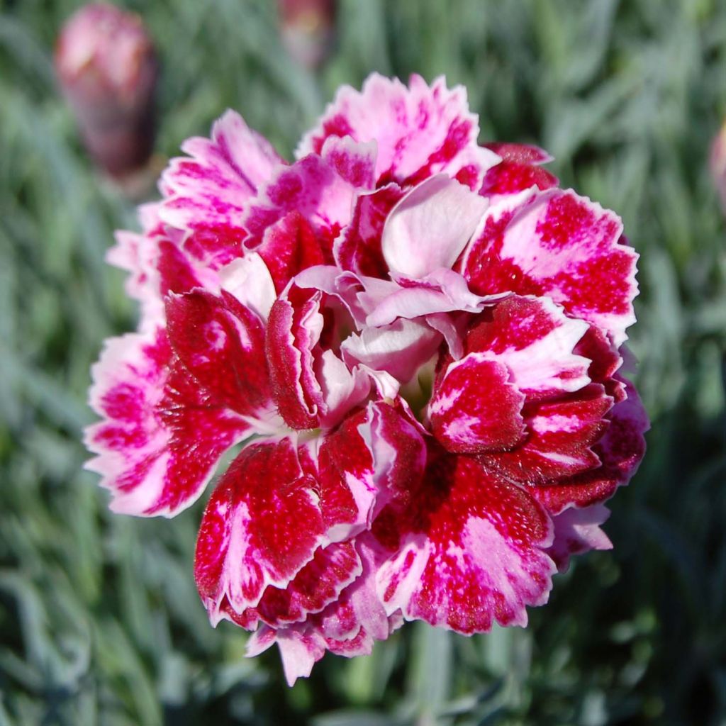 Dianthus gratianopolitanus Whatfield Gem