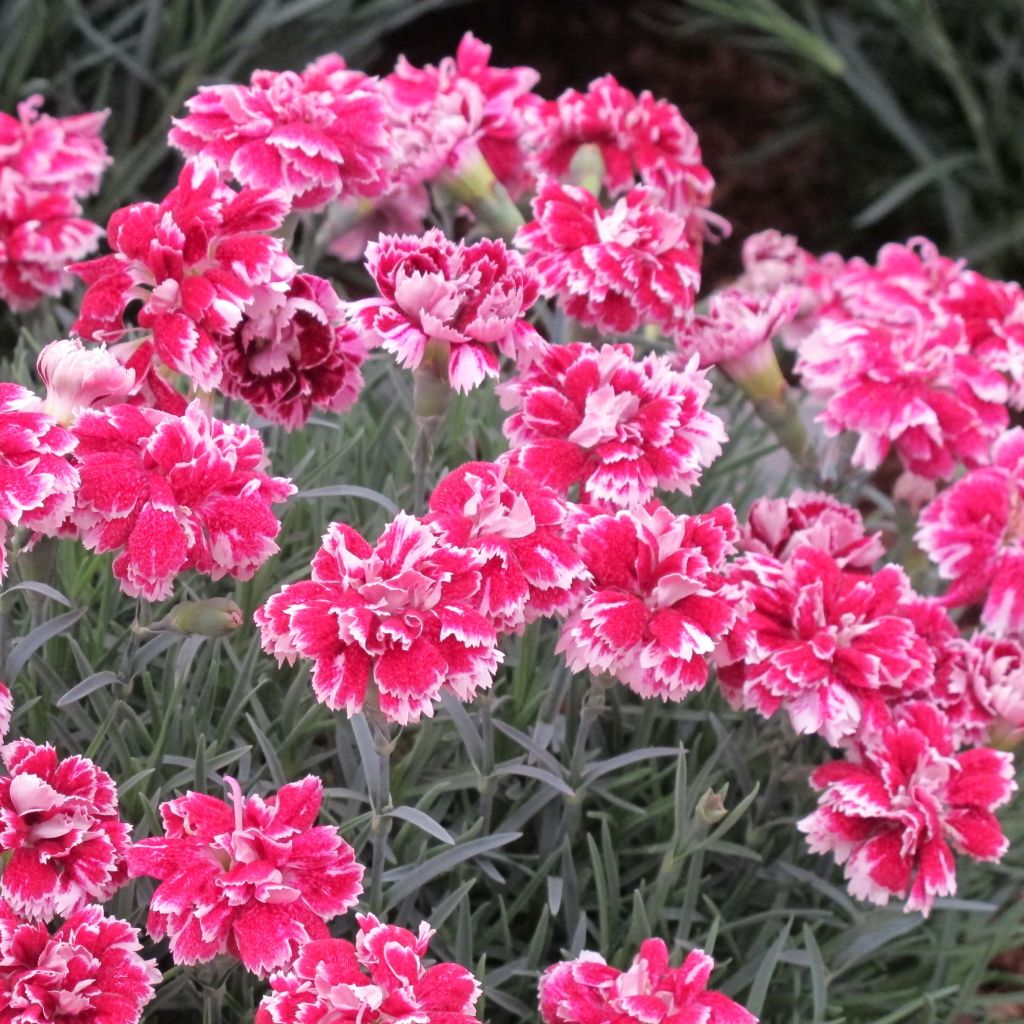 Dianthus gratianopolitanus Whatfield Gem